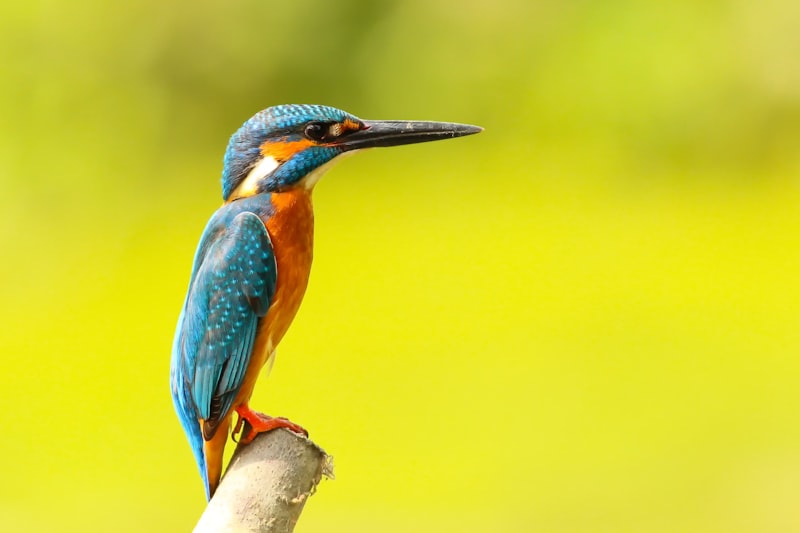 Bird watching in grassland habitat with binoculars