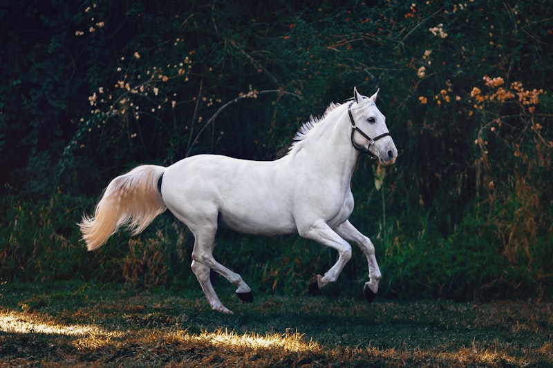 Horseback riding across open Saskatchewan plains at golden hour