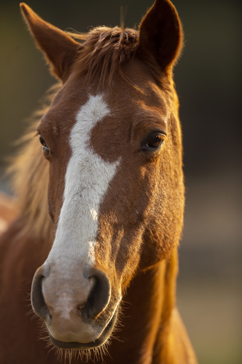 Horseback riding across open grasslands